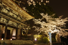 夜桜　園城寺にて