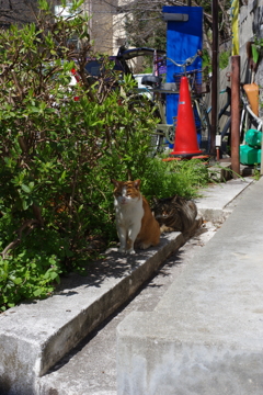 神戸散策　猫