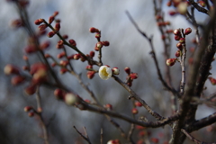 梅