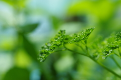 イタリアンパセリ