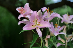 百合の花