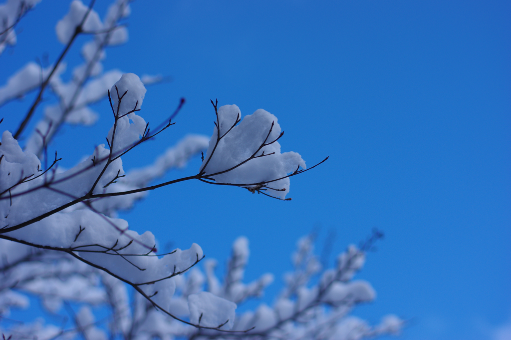 雪の化粧