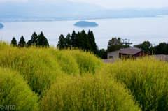 コキアと竹生島