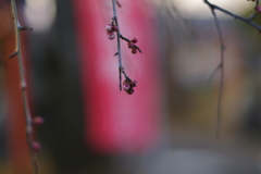 紅梅の蕾