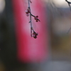 紅梅の蕾