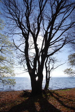 湖岸の木