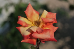 P1000399