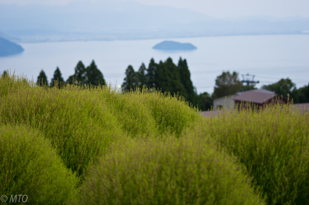 箱館山　コキア　