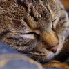 眠り猫３