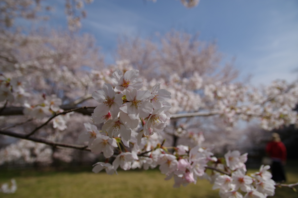 桜アップ