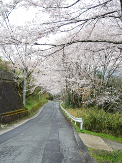 近所の桜