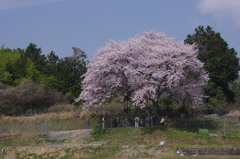 棚田桜