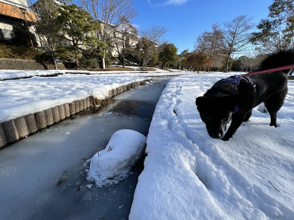 今朝の公園