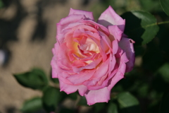 P1000416