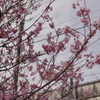 桜と架線