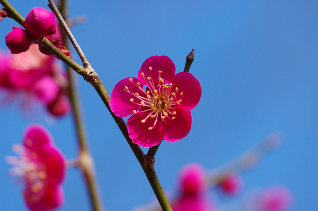 紅梅