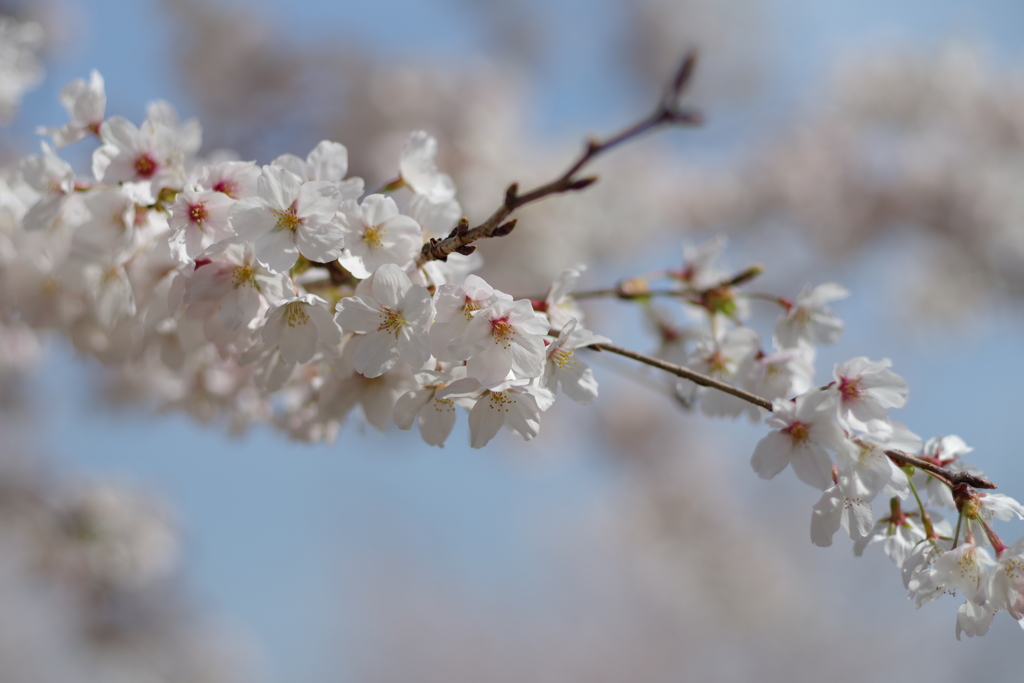 桜アップ