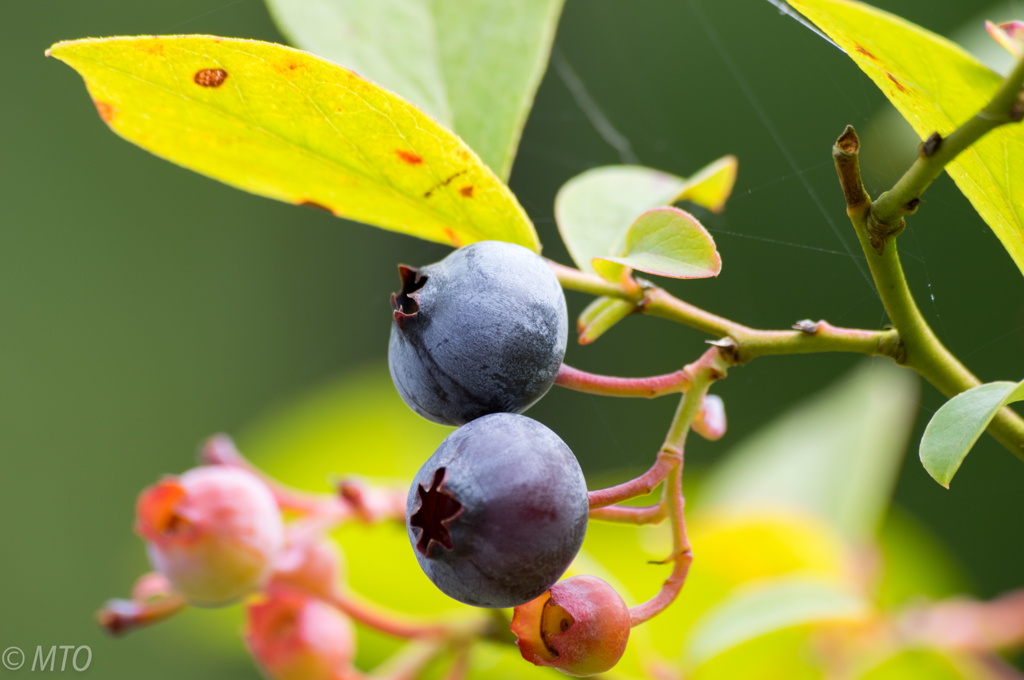 庭のブルーベリー