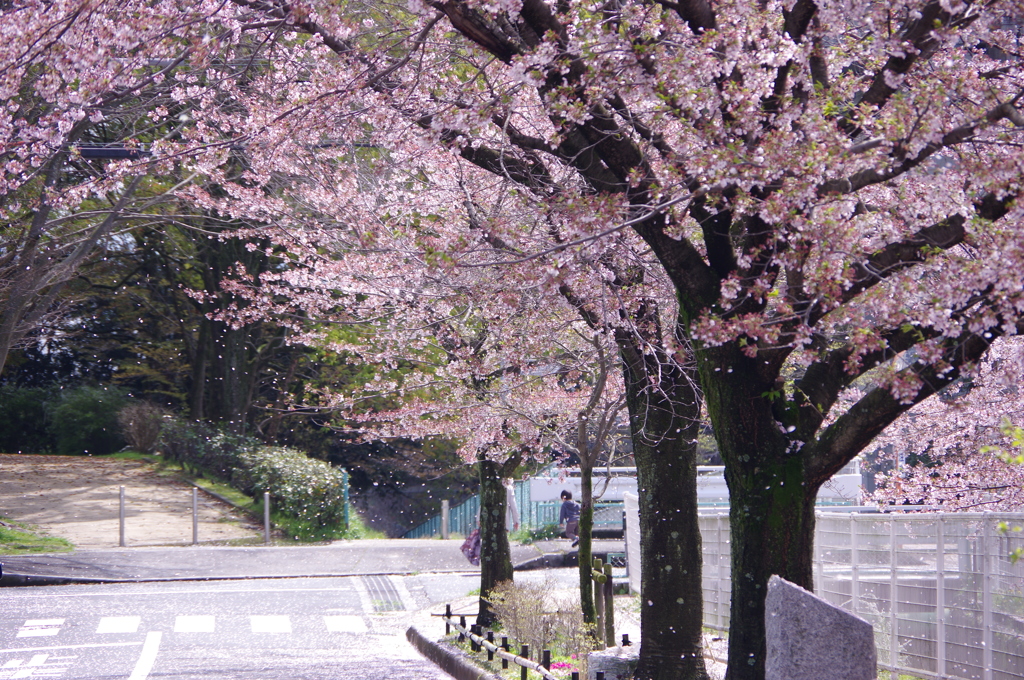 桜吹雪