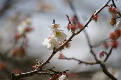 梅