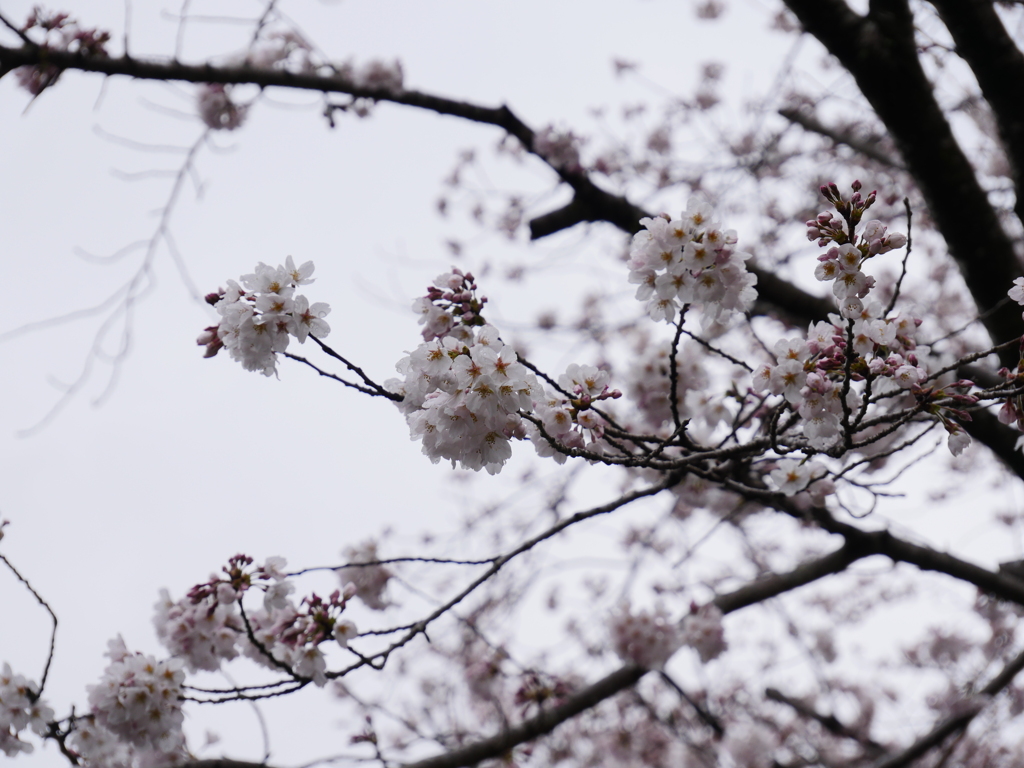 桜の花