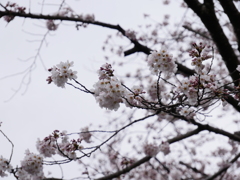 桜の花