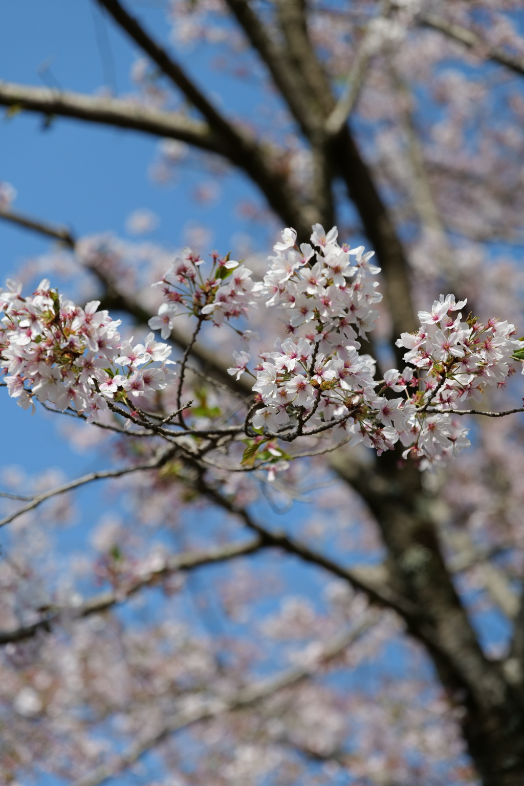 来年また会いましょう