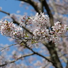 来年また会いましょう