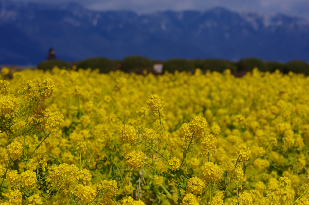 カンザキナバナ