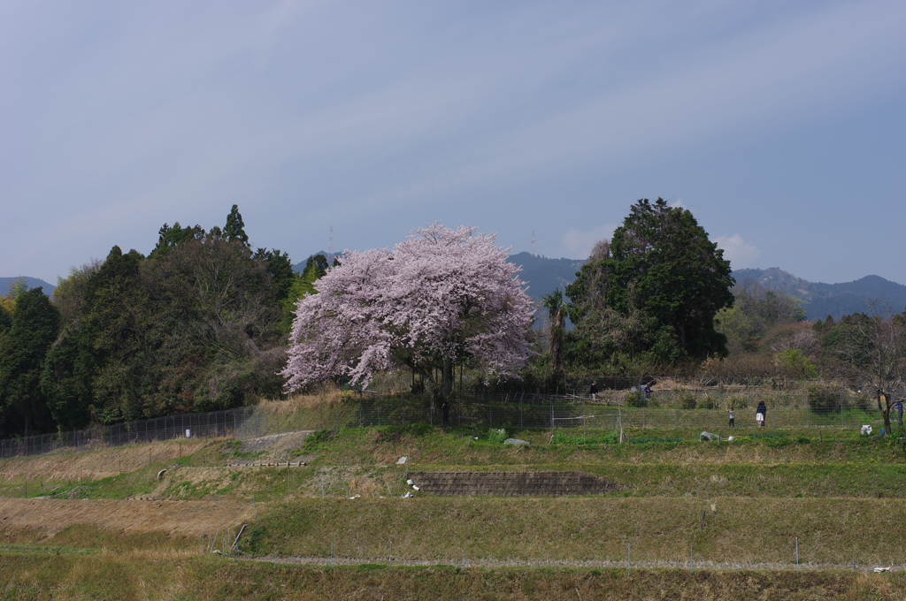 棚田桜