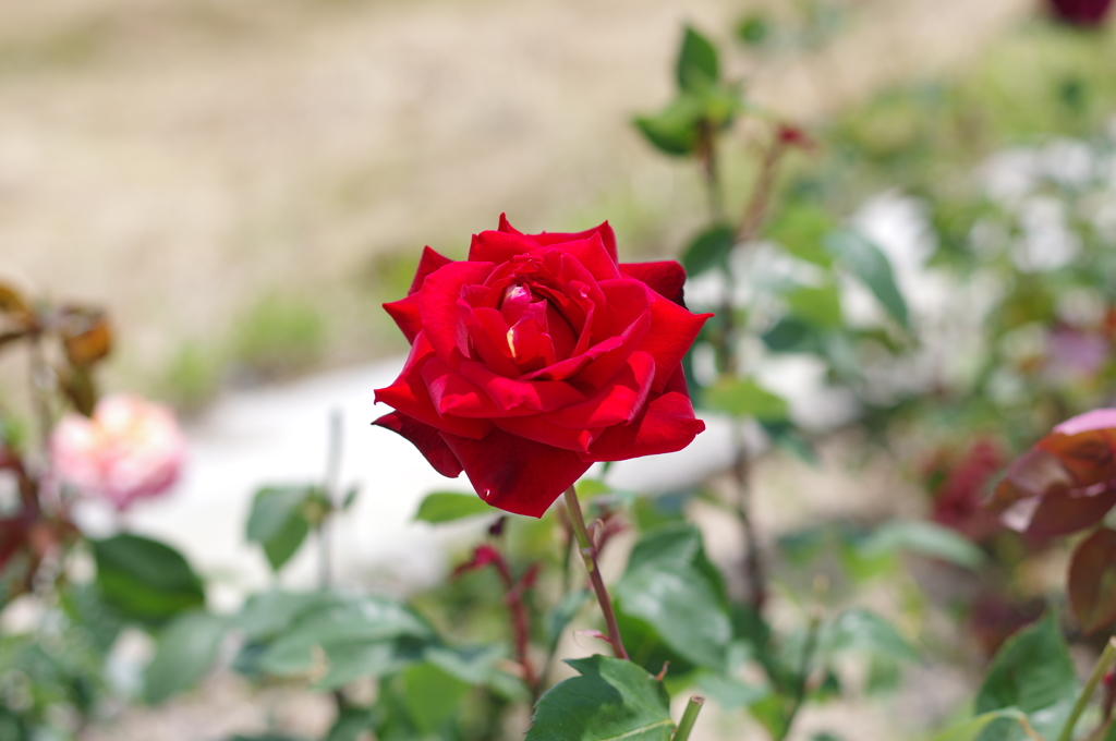 IMGP5825