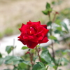 IMGP5825