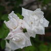 IMGP5864