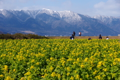 菜の花畑