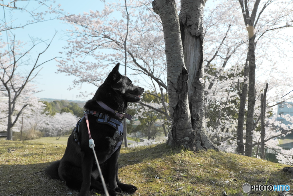 桜とワンコ