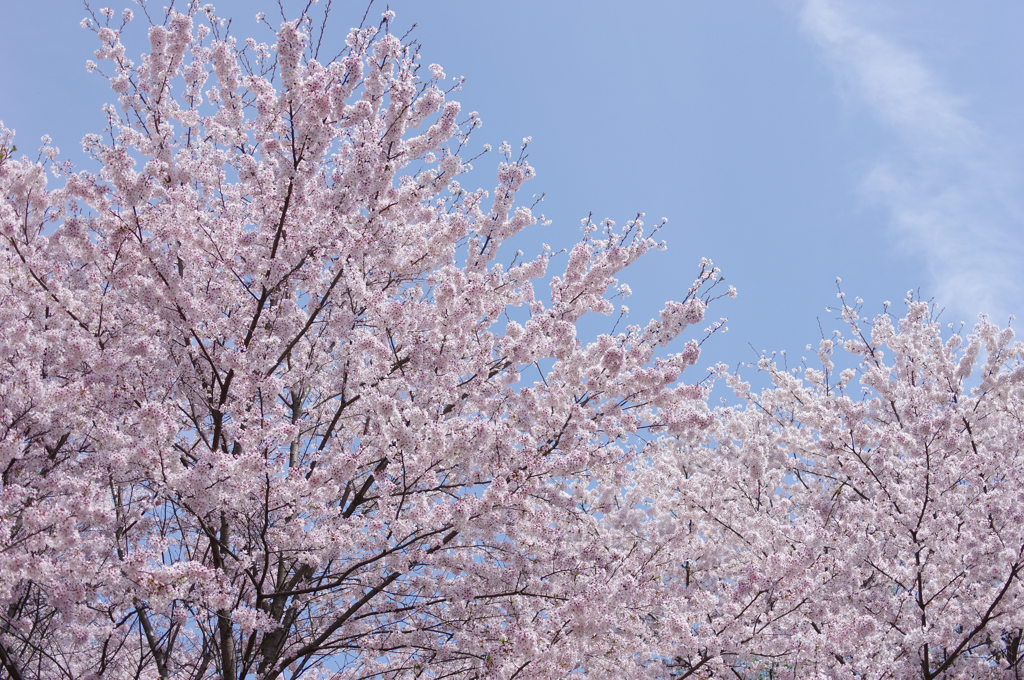 桜と空