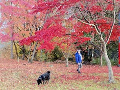 まだまだ紅葉してます。