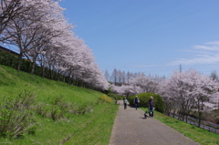 近所の桜