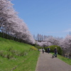 近所の桜