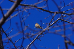 鳥さん