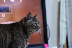 ニャース