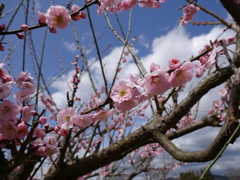 梅