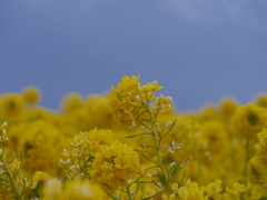 菜の花　