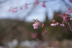 お花見
