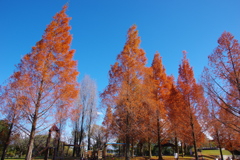 冬の公園