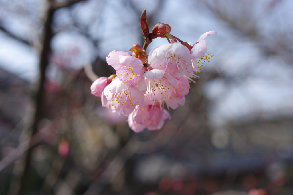 もう、春です。