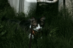 草と戯れる