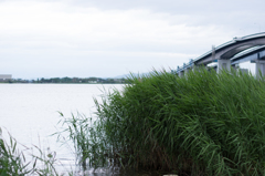 ヨシの群生と大橋