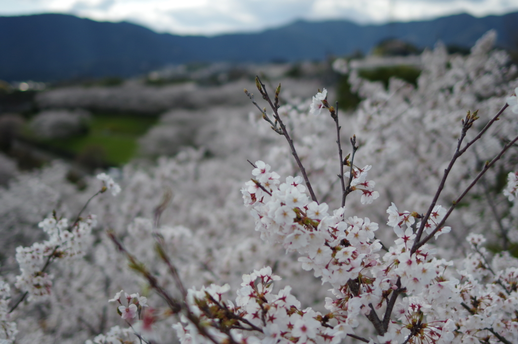 桜色の川