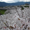 桜色の川